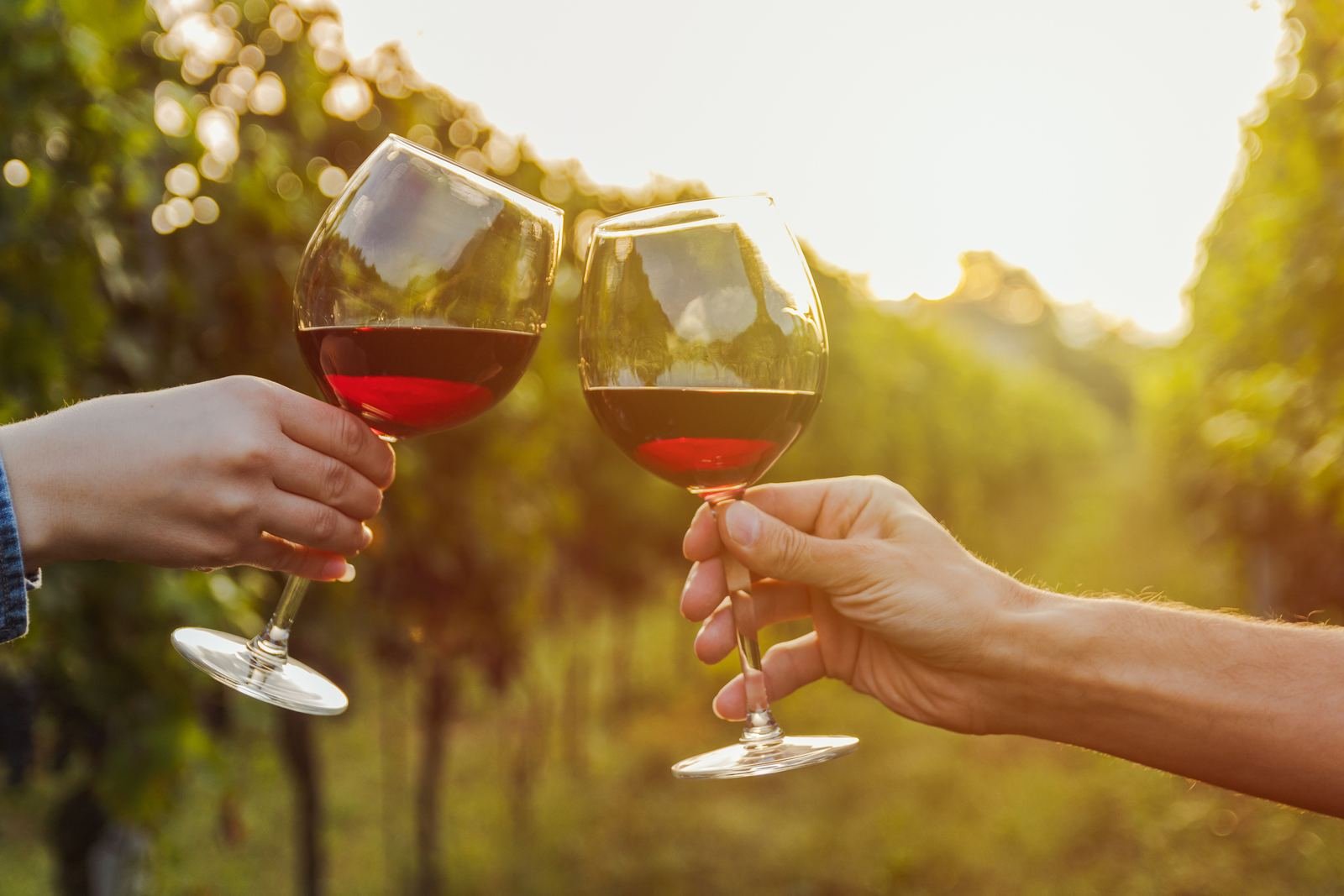 Taças de vinho tinto ao pôr do sol em uma vinícola